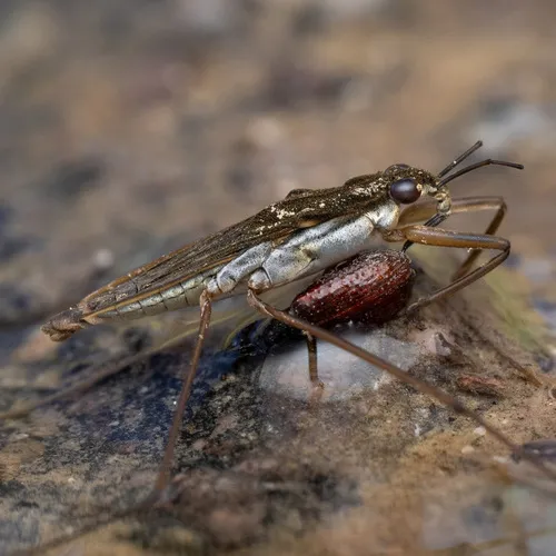 Common Pondskater