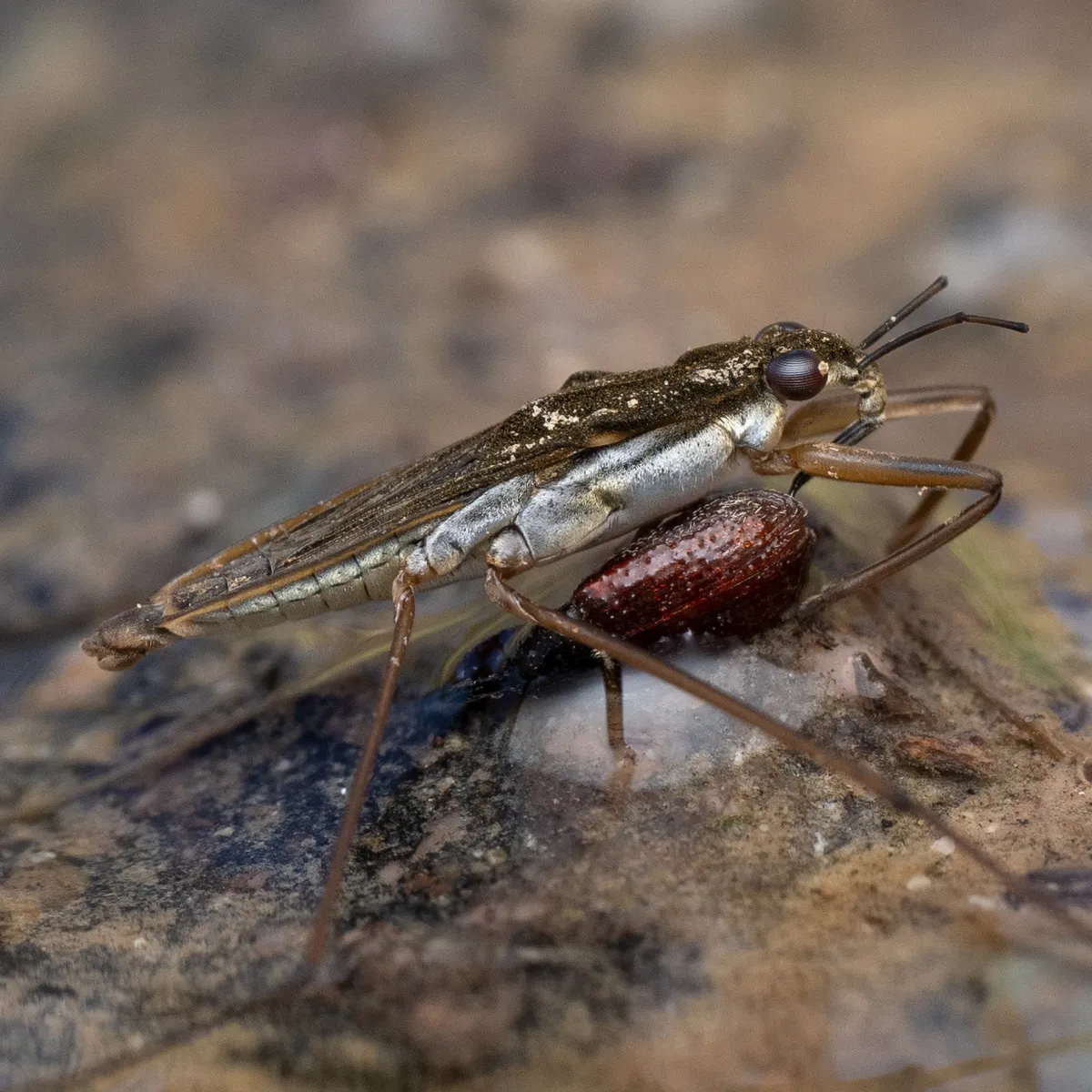 Common Pondskater - photo 3