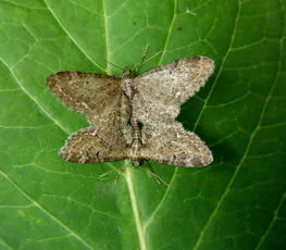 Common Pug - photo 3