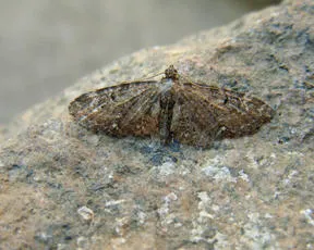 Common Pug - photo 8
