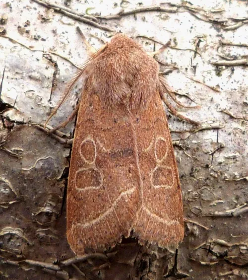 Common Quaker