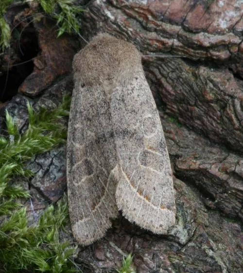 Common Quaker - photo 2