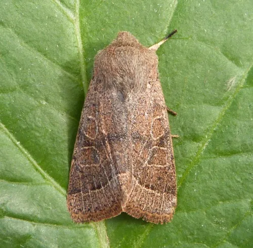 Common Quaker - photo 3