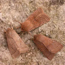 Common Quaker - photo 4