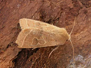 Common Quaker - photo 5