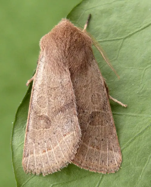 Common Quaker - photo 6