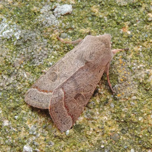 Common Quaker - photo 7