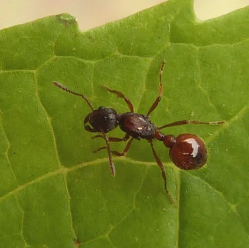 Common Red Ant