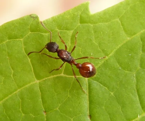 Common Red Ant - photo 2