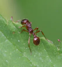 Common Red Ant - photo 3