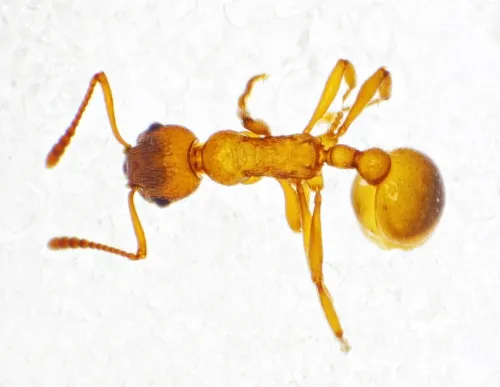 Common Red Ant - photo 4