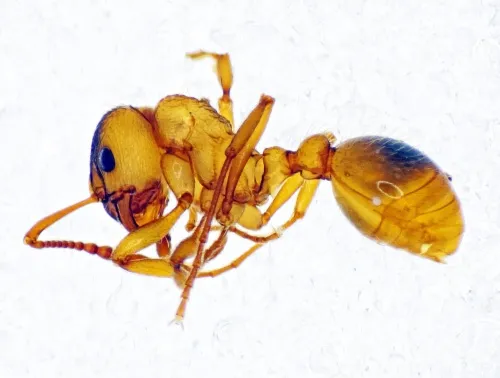 Common Red Ant - photo 5