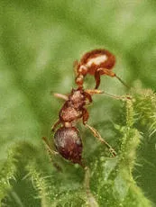 Common Red Ant - photo 6