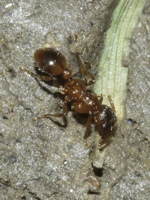 Common Red Ant - photo 7