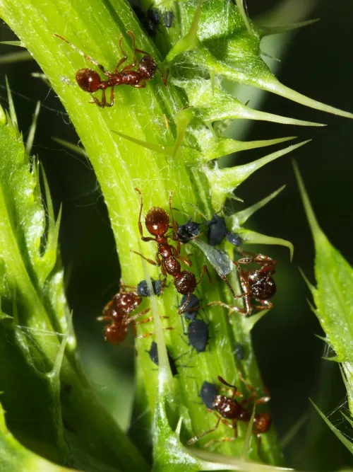 Common Red Ant - photo 8