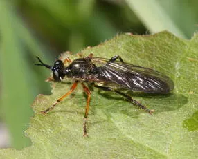 Common Red-legged Robberfly