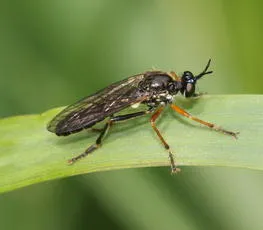 Common Red-legged Robberfly - photo 2