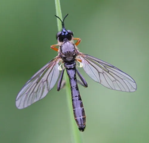 Common Red-legged Robberfly - photo 3