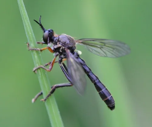 Common Red-legged Robberfly - photo 4