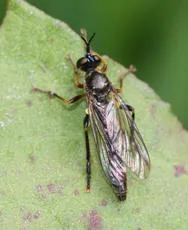 Common Red-legged Robberfly - photo 5