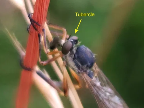 Common Red-legged Robberfly - photo 6