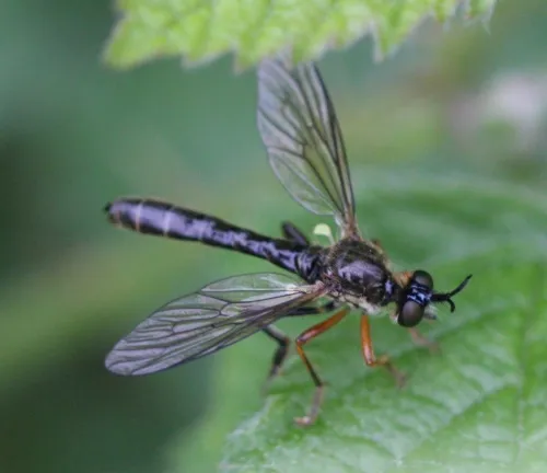 Common Red-legged Robberfly - photo 7