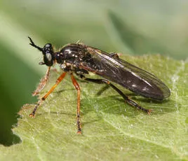 Common Red-legged Robberfly - photo 8