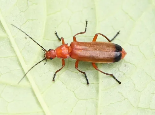 Common Red Soldier Beetle - Rhagonycha fulva