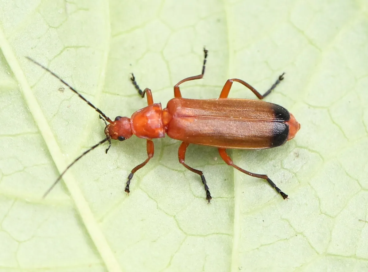 Common Red Soldier Beetle - photo 2