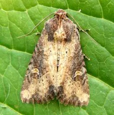 Common Rustic agg.