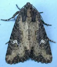 Common Rustic agg. - photo 2