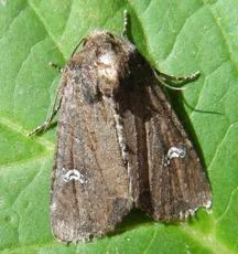 Common Rustic agg. - photo 3