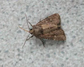 Common Rustic agg. - photo 4