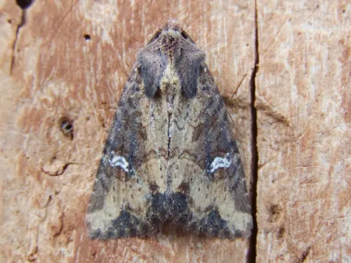Common Rustic agg. - photo 5
