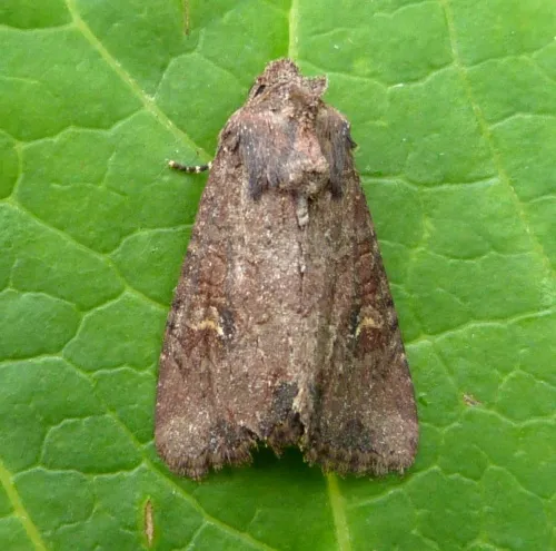Common Rustic - photo 2