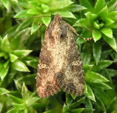 Common Rustic - photo 3