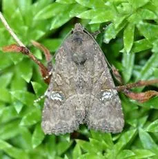 Common Rustic - photo 4