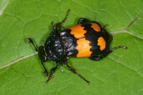 Common Sexton Beetle