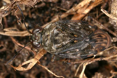 Common Shorebug - Saldula saltatoria