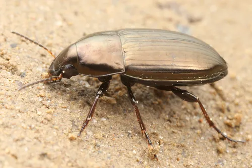 Common Sun Beetle