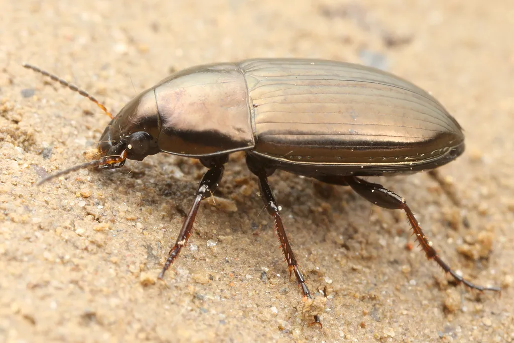 Common Sun Beetle - photo 2