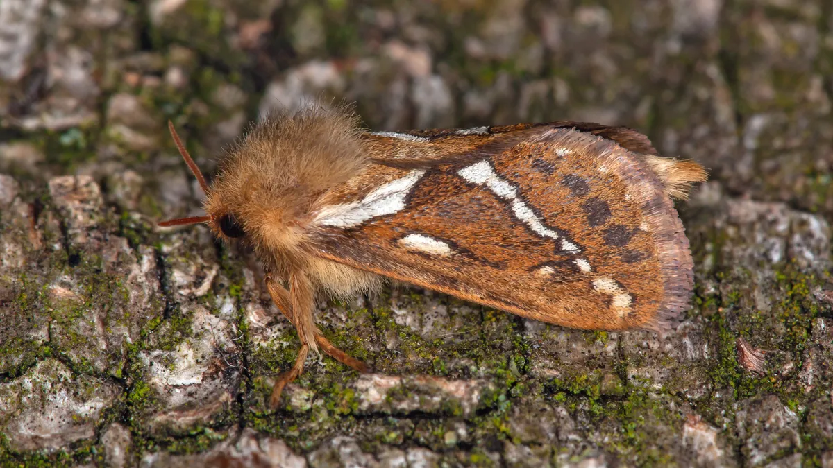 Common Swift - photo 3