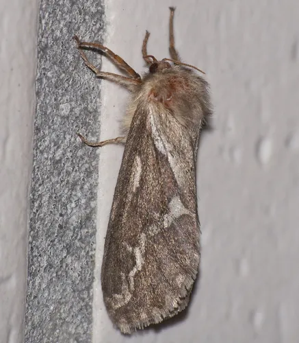 Common Swift - photo 5
