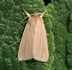 Common Wainscot