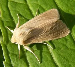 Common Wainscot - photo 2