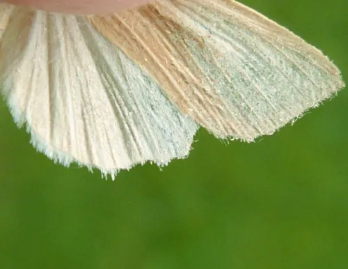 Common Wainscot - photo 3