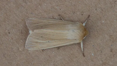 Common Wainscot - photo 4