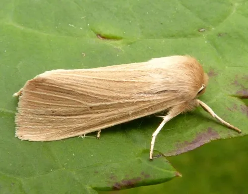 Common Wainscot - photo 5