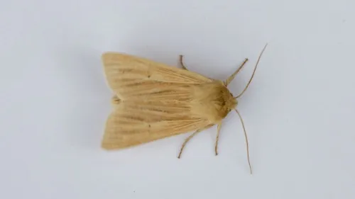 Common Wainscot - photo 6