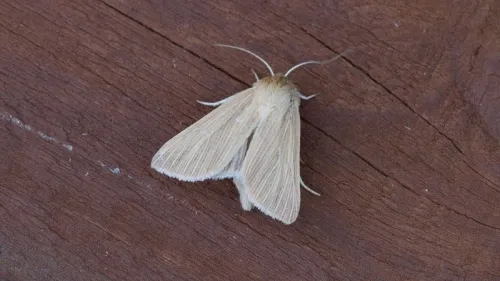 Common Wainscot - photo 7
